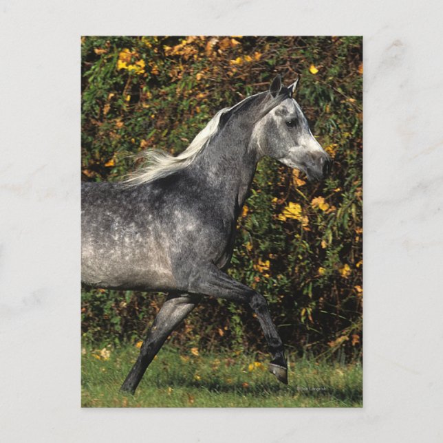 Postal Árabes corriendo: Otoño (Anverso)