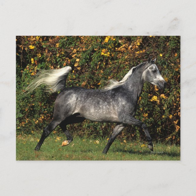 Postal Árabes corriendo: Otoño (Anverso)