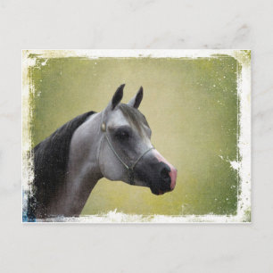 Postal Arabian Horse Grunge