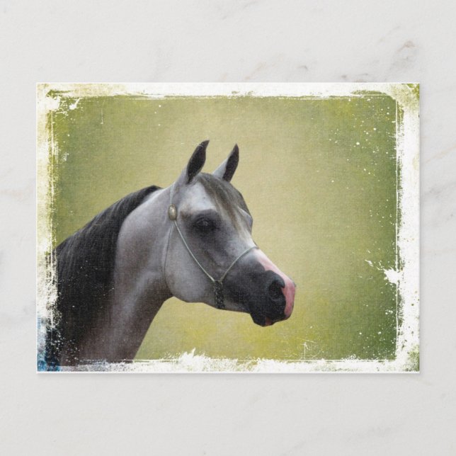 Postal Arabian Horse Grunge (Anverso)