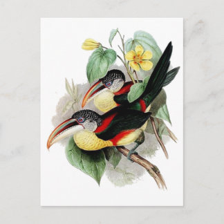 Postal Aracari con cresta de curl