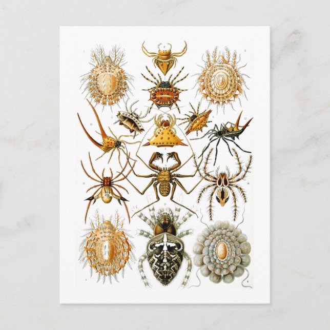 Postal Arachnida (Spiders) Ernst Haeckel Bella Artes (Anverso)