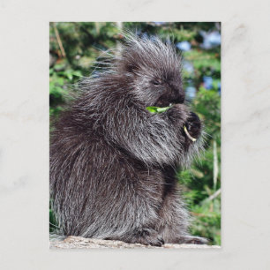 Postal Arajamiento de Porcupina