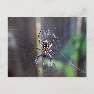 Postal araña