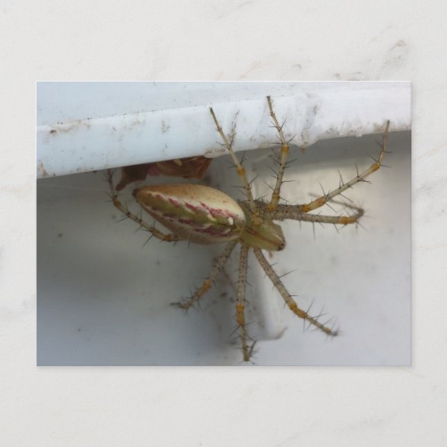 Postal Araña 1 - educatedbrainfart (Anverso)
