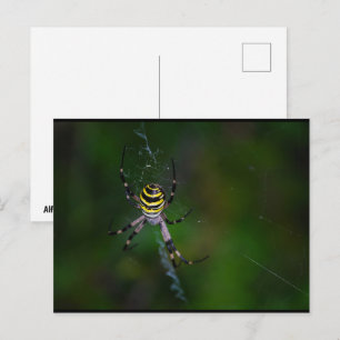 Postal Araña Avispa, Argiope bruennichi