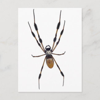 Postal Araña bananera