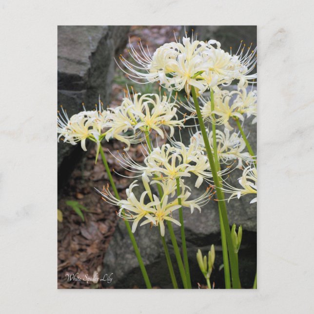 Postal Araña blanca Lily・Postcard℠ (Anverso)