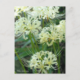 Postal Araña blanca Lily・Postcard℠