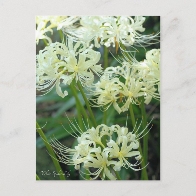 Postal Araña blanca Lily・Postcard℠ (Anverso)