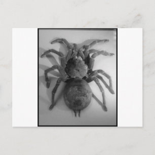 Postal Araña comedora de ave gigante