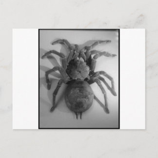Postal Araña comedora de ave gigante