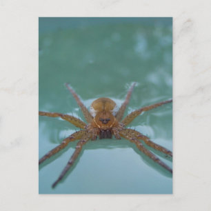 Postal Araña de agua