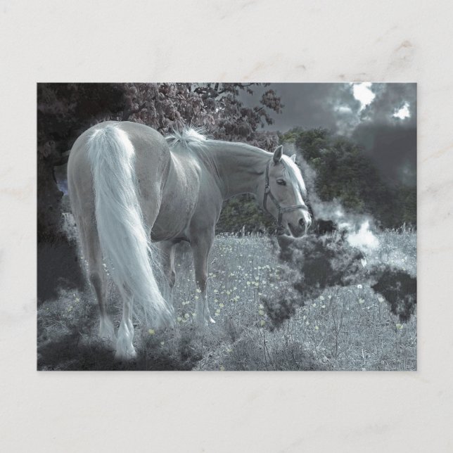 Postal Araña de caballo a la luz de la luna (Anverso)