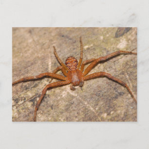 Postal Araña de cangrejo.