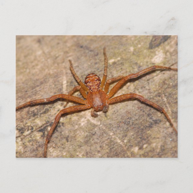 Postal Araña de cangrejo. (Anverso)