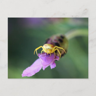 Postal Araña de cangrejo de flor