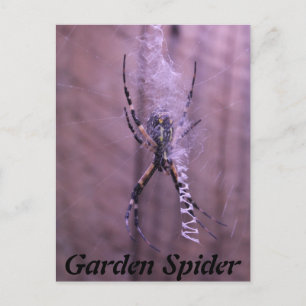 Postal Araña de jardín