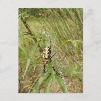 Postal Araña de jardín