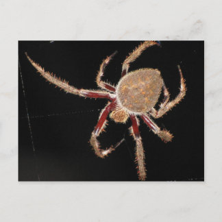 Postal Araña de jardín común
