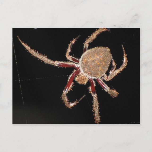 Postal Araña de jardín común (Anverso)