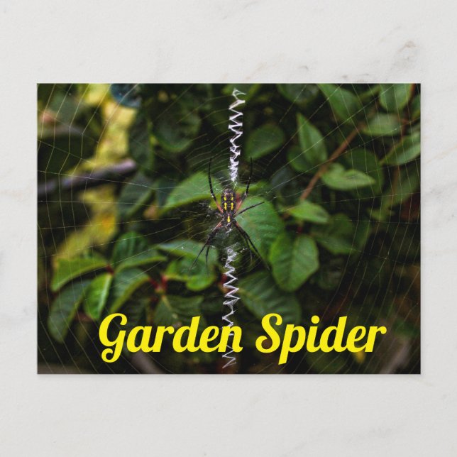 Postal Araña de Jardín Construyendo una Telaraña (Anverso)