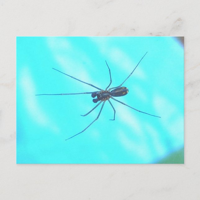 Postal Araña de jardín masculino bajo tierra (Anverso)