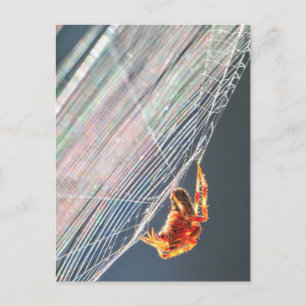 Postal Araña de Orb en Red 