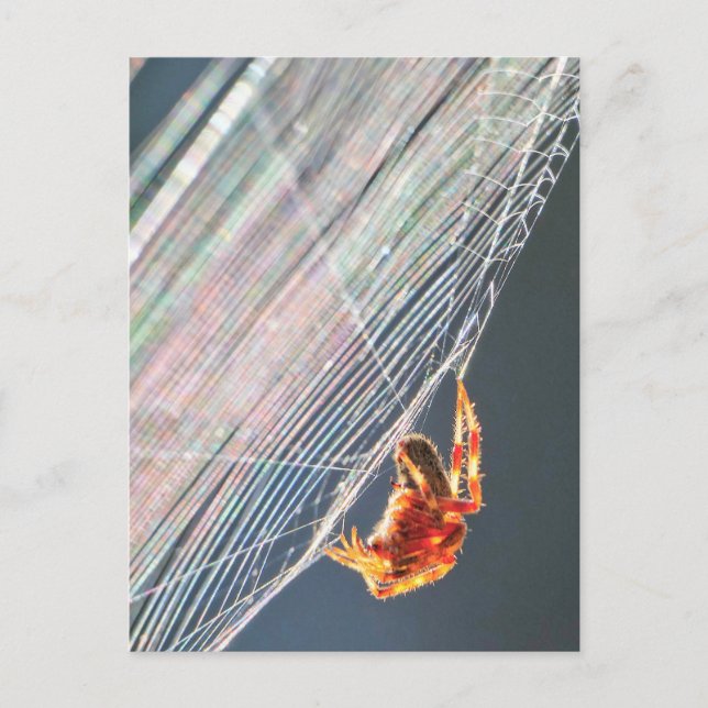 Postal Araña de Orb en Red  (Anverso)