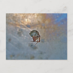 Postal Araña en la Web