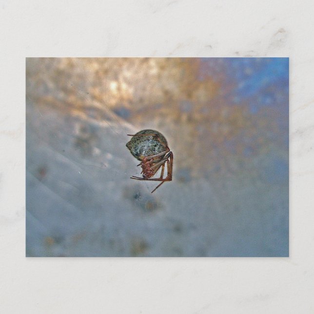 Postal Araña en la Web (Anverso)