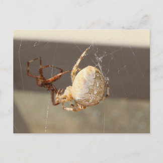Postal Araña en primer plano