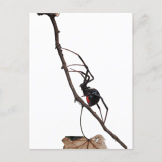 Postal Araña negra de viuda, gótica, naturaleza, aracnofo
