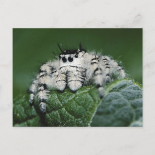 Postal Araña Saltarina Metaphid