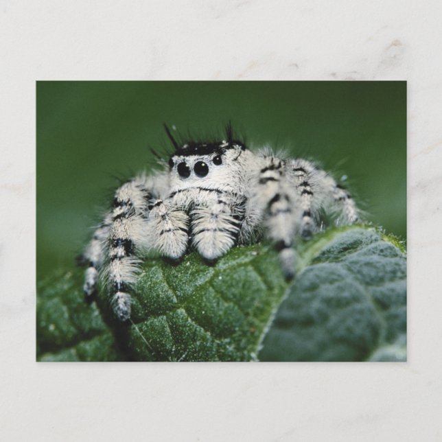 Postal Araña Saltarina Metaphid (Anverso)
