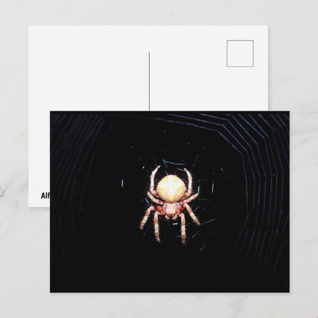 Postal Araña tejedora de ruedas naranja (Anverso / Reverso)