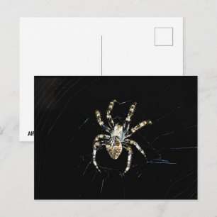 Postal Araña Tejedora Orbicular