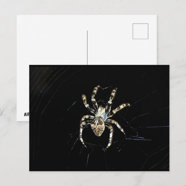 Postal Araña Tejedora Orbicular (Anverso / Reverso)