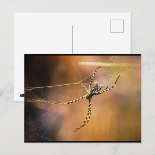 Postal Araña tejedora orbicular bandeada