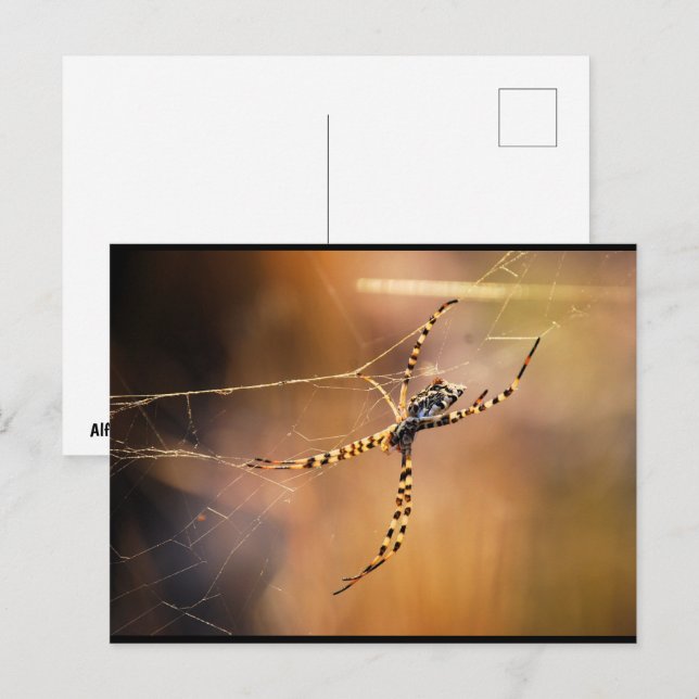Postal Araña tejedora orbicular bandeada (Anverso / Reverso)