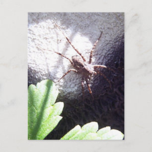 Postal Araña vista