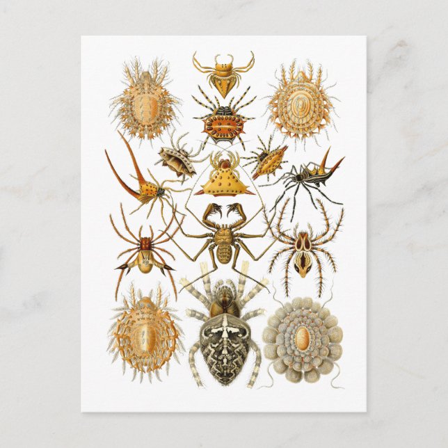 Postal Arañas (Anverso)