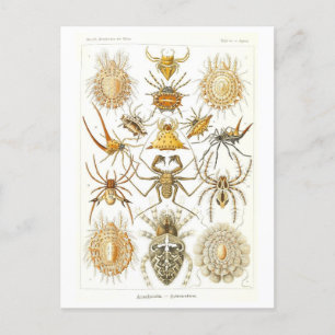 Postal Arañas de Ilustracion de libros antiguos