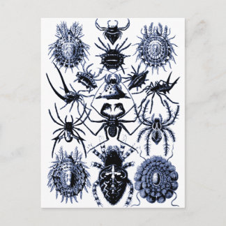 Postal Arañas Haeckel Arachnida en azul