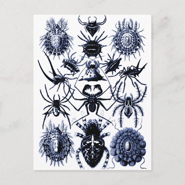 Postal Arañas Haeckel Arachnida en azul (Anverso)