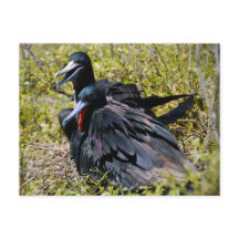 Arañas magníficas en el amor