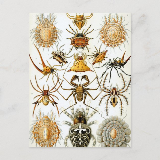 Postal Arañas o arácnidos de Ernst Haeckel (Anverso)
