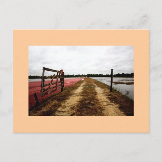 Postal arándanos (Anverso)