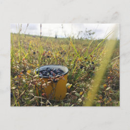 Postal Arándanos de arándano en la tundra de Alaska