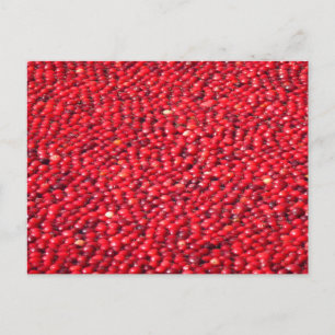 Postal Arándanos Festivos Rojos